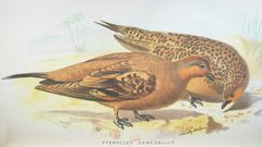 Spotted Sandgrouse